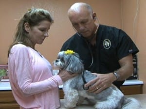 Cat and Dog Teeth Cleaning - Comprehensive Oral Health Assessment and Treatment (COHAT)