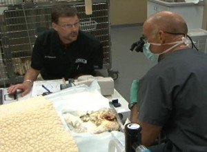 Cat and Dog Teeth Cleaning - Comprehensive Oral Health Assessment and Treatment (COHAT)