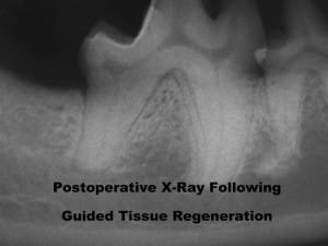 Cat and Dog Teeth Cleaning Comprehensive Oral Health Assessment and Treatment COHAT