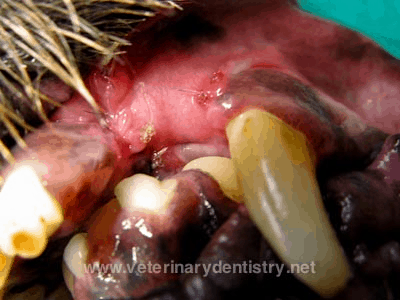 Image of the dog 30 days post repair