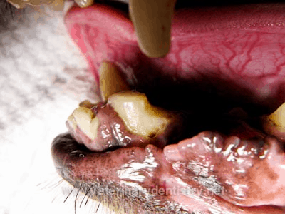 Image of the cleaning and debridement of the defect of the mandibular canine