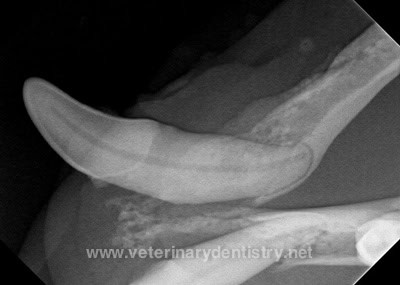 Veterinary dental radiographs reveal severe bone loss adjacent to the left mandibular canine tooth, particularly significant on the mesial aspect