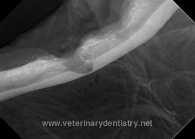 Post extraction radiograph of the left mandible bone extraction of the first molar in a dog with advanced periodontal bone loss.