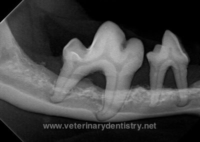 Veterinary dental radiograph demonstrating stage four periodontal disease in the right mandibular fourth premolar and first molar in a dog. Note the dilaceration of all of the group tips making extraction, particularly challenging.