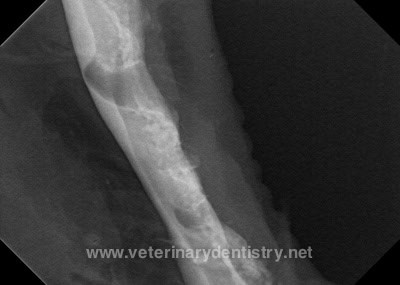 Veterinary dental radiograph demonstrating postop image of the right mandible in a dog with severe periodontal disease.