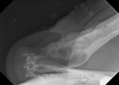 Post-op radiograph of the left mandibular canine extraction site in a dog with profound generalized periodontal disease
