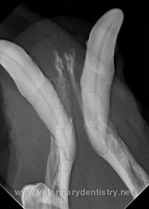 Radiographic view showing both mandibular canines experiencing profound bone loss associated with stage four periodontal disease. Advanced veterinary dental extraction techniques are required to prevent mandibular fracture.