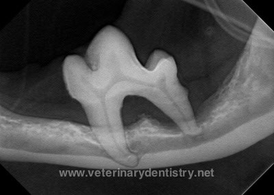 Radiograph demonstrating severe bone loss surrounding both roots of the right mandibular left first molar in a dog