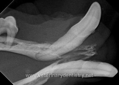 Veterinary dental radiographs of the right mandibular canine in a dog with severe periodontal disease